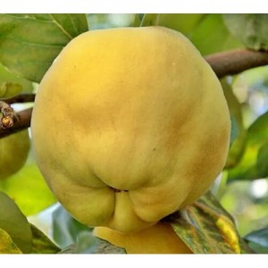 Айва яблоковидная Золотистая