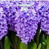 Комплект 5шт / Гиацинт Минос: фото и описание