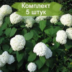 Комплект 5шт / Гортензия Sterilis (Стерилис) (древовидная)