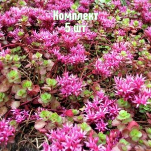 Комплект 5шт / Очиток (седум) ложный Кокцениум