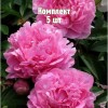 Комплект 5шт / Пион Мадам Роза Рандатте: фото и описание