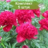 Саженцы пиона Red Charm (Ред Чарм ) -  5 шт.