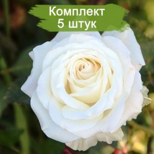 Комплект 5шт / Роза Венделла(чайно-гибридная)