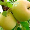 Комплект 5шт / Яблоня Исеть белая: фото и описание