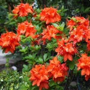 Рододендрон Баккара