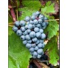 Виноград Голубок: фото и описание
