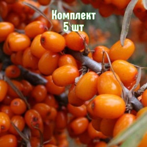Комплект 5шт / Облепиха Жемчужина